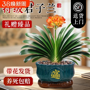 精品君子兰盆栽带花苞客厅送礼名贵国宝级植物办公室四季好养绿植