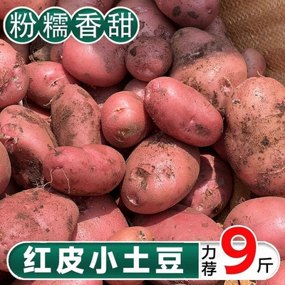 云南红皮黄心土豆9斤包邮新鲜小土豆农家蔬菜洋芋自种马铃薯批发