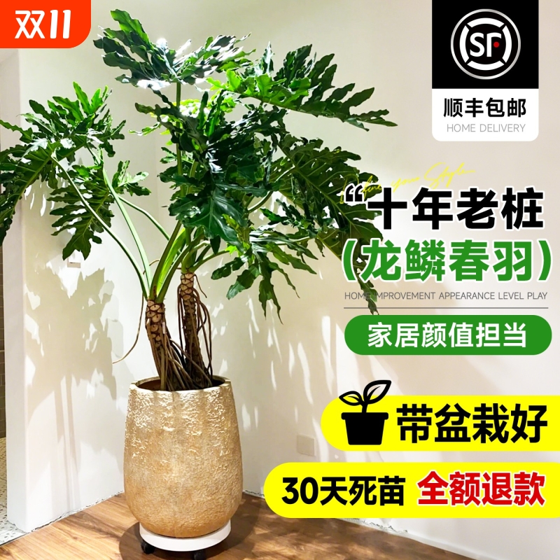 龙鳞春羽盆栽客厅绿植高级感室内大型植物落地大号老桩大气上档次
