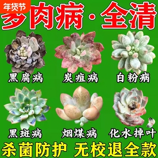 多肉黑斑病专用杀菌药白粉烟煤黑腐病多肉专用肥营养液多肉除菌剂