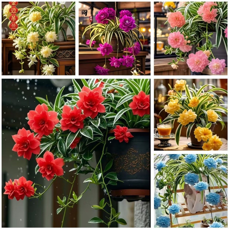 农场新品浓香型飘香吊兰绿植花卉四季开花盆栽净化空气阳台庭院