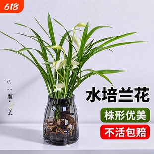 水培植物素心兰花盆栽建兰室内好养耐寒浓香兰草名贵花卉夏带花苞