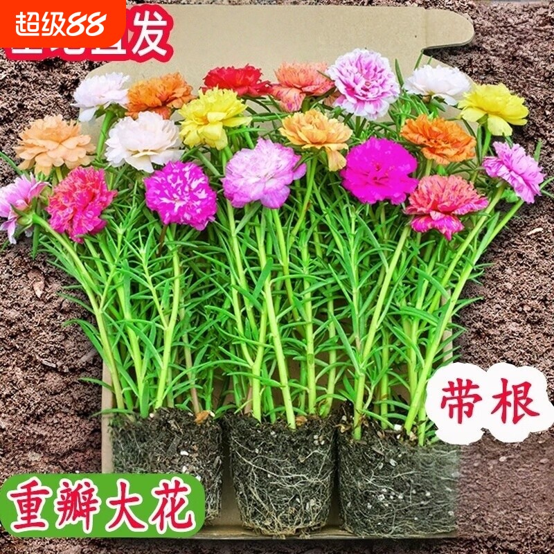 重瓣太阳花苗宿根枝条带根植物盆栽绿植花卉易开花耐晒大花老桩图片