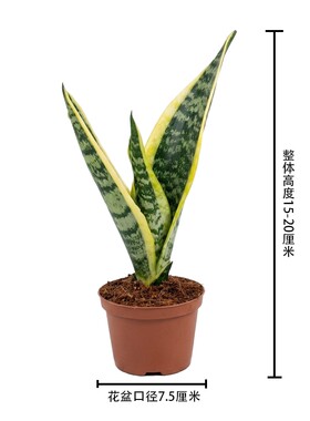 金边虎皮兰盆栽吸甲醛多肉绿植物办公室内花卉虎尾兰客厅北阳台