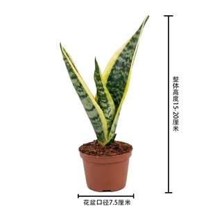 金边虎皮兰盆栽吸甲醛多肉绿植物办公室内花卉虎尾兰客厅北阳台