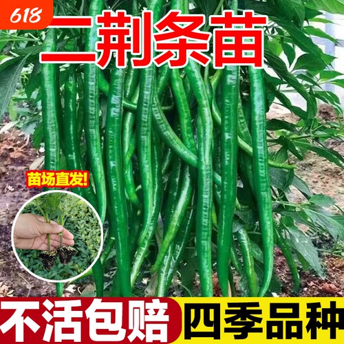 高产二荆条辣椒苗秧特辣二斤条线椒正宗山东寿光螺丝秧苗带土四季
