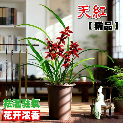 建兰天红名贵四季兰红素花苗夏带花苞浓香室内好养盆栽花卉客厅