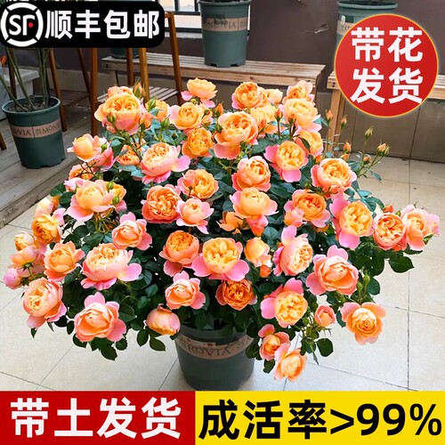 果汁阳台月季花苗带花盆栽