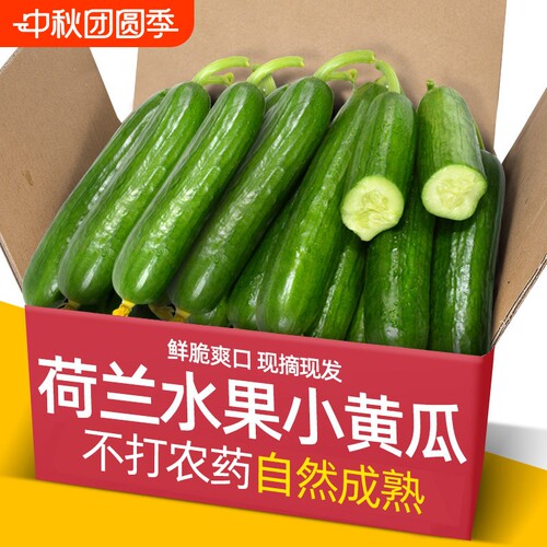 荷兰品种黄瓜新鲜小黄瓜