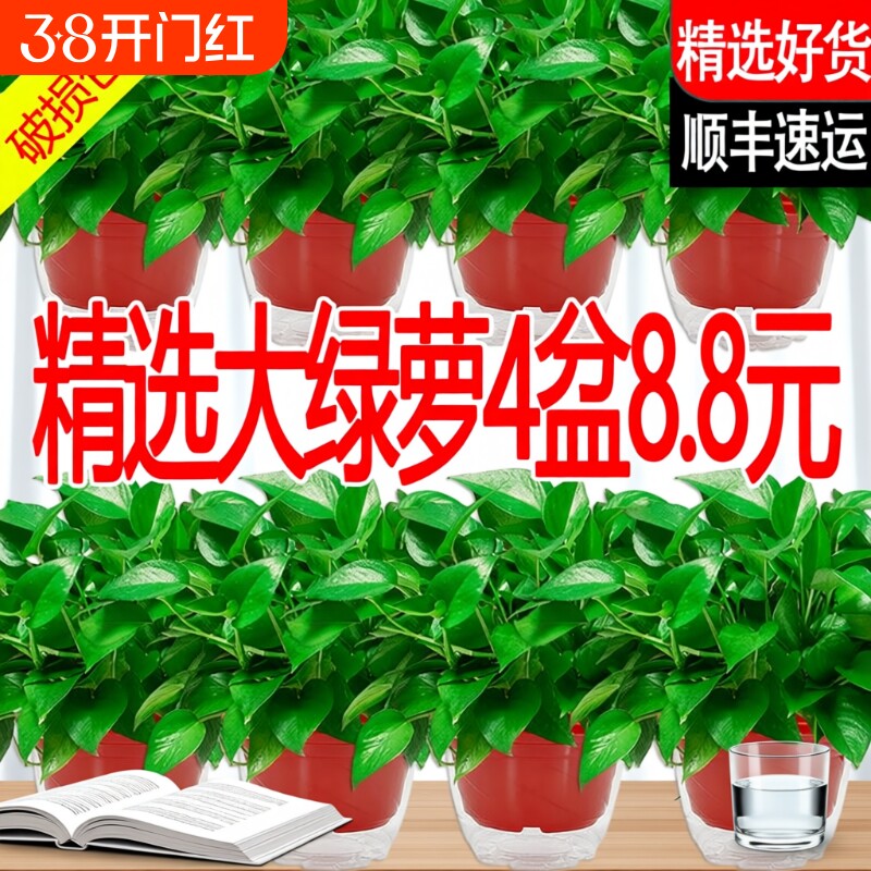 绿萝室内盆栽植物新房家用净化空气水培绿植花卉长藤垂吊大叶绿萝