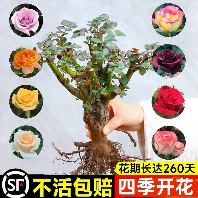 玫瑰花树苗带花苞特大花卉绿植物盆栽室内阳台月季蔷薇四季开花