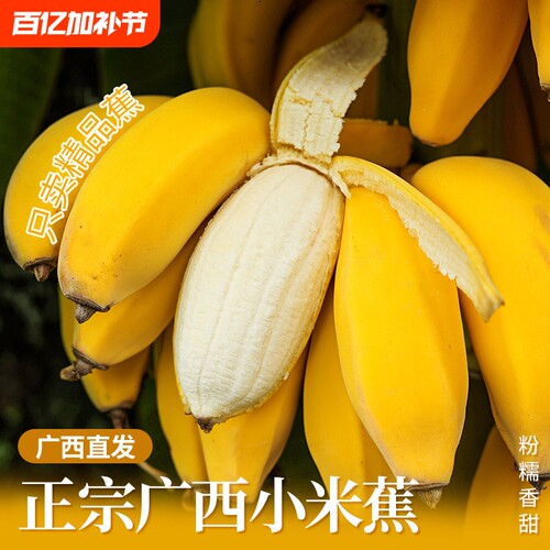 广西小米蕉当季新鲜水果自然熟