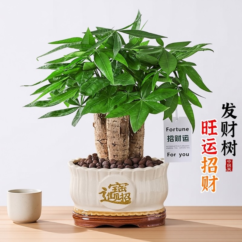 发财树书桌办公室客厅室内摆件桌面老桩好养盆栽净化空气绿植招财