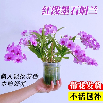 带花苞红泼墨石斛兰花苗室内水培苔藓球好养花卉绿植桌面盆栽粉黛