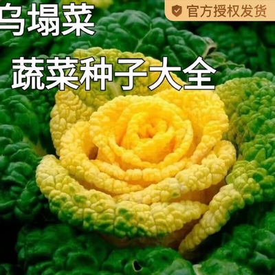 黄心乌塌菜苗秧苗黑塌菜籽黄金耐寒乌塌菜种子黑心黄芯秋季黄心菜