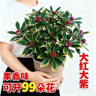 金边瑞香盆栽浓香型室内外老桩植物秋冬春节耐寒花卉观花植物