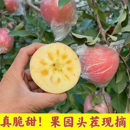 陕西红富士8.5斤苹果水果脆甜
