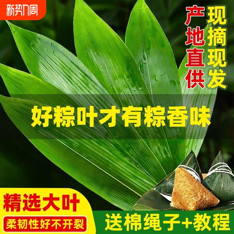 粽叶粽子叶新鲜大号真空家用商用竹叶包粽子专用粽叶干特大非芦苇