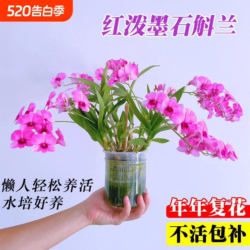 红泼墨石斛兰花苗室内水培苔藓球好养花卉绿植盆栽粉黛客厅带花