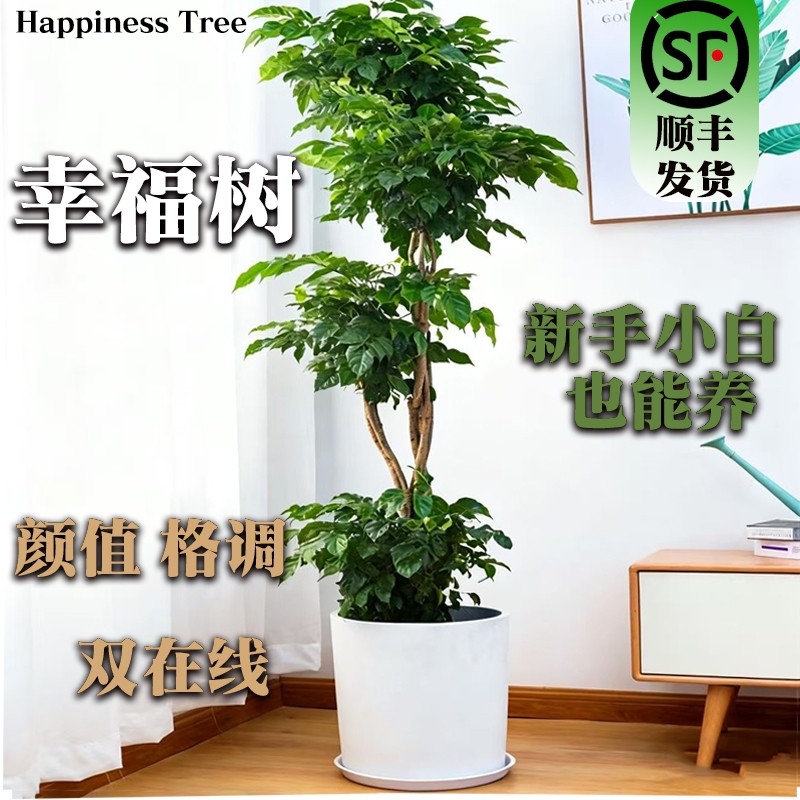 幸福树客厅盆栽大型老桩绿植室内办公室盆景除植物甲醛四季好养活,鲜花速递/花卉仿真/绿植园艺,大型绿植/成品组合盆栽,淘宝优惠券,粉丝福利购,淘宝优惠卷