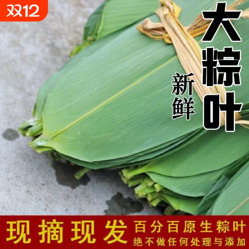 特大新鲜粽叶100片天然野生箬叶包粽子叶子非干粽叶新叶竹叶包邮