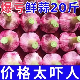 2024新蒜云南紫皮大蒜头红皮香蒜蒜批发湿蒜鲜蒜现挖大果特大 特价