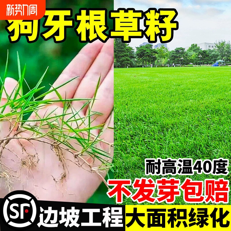 草籽进口狗牙根护坡固土耐旱边坡绿化脱壳草坪草种子种植净籽庭院