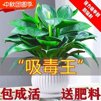 金钻盆栽绿萝箩室内植物花卉水培绿植办公室多肉净化空气去除甲醛