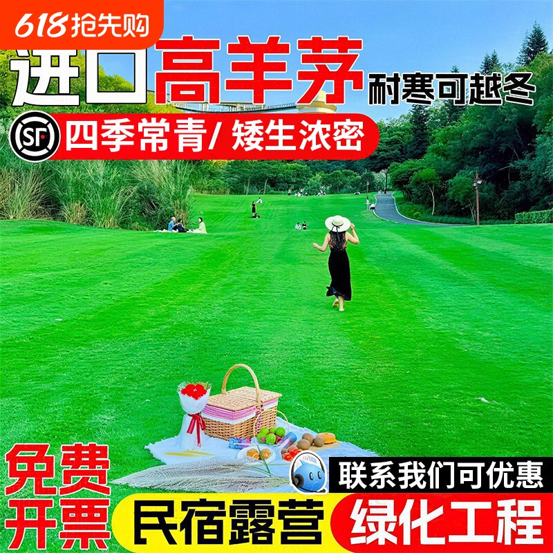 高羊茅草籽草坪草皮四季常青露营绿化工程种子庭院开花北方种植