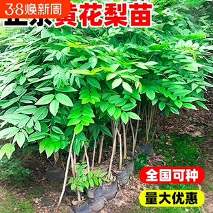 黄花梨树苗名贵苗木盆栽地栽正宗海南小叶紫檀南北方庭院四季种植