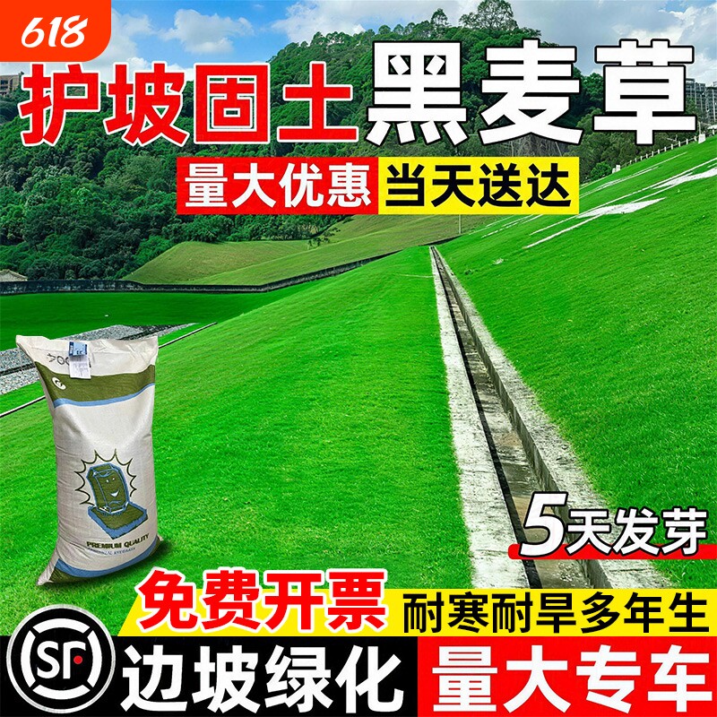 黑麦草草籽护坡固土边坡复绿工程绿化四季常青多年生耐寒草坪种子
