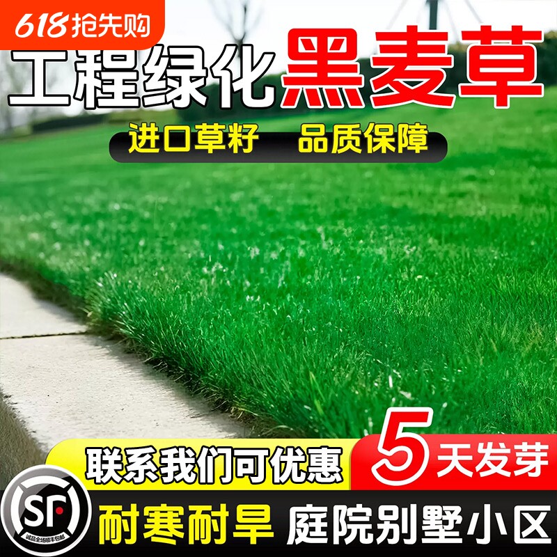 黑麦草草籽草坪耐寒四季常青庭院护坡绿化草皮种子多年生种植耐旱