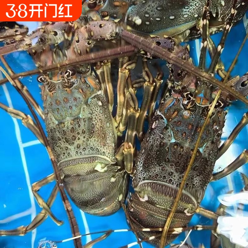 探味岛顺丰包邮新鲜小青龙小龙虾鲜活冷冻澳龙大青龙水产深海速冻