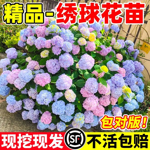 绣球花苗无尽夏庭院阳台地栽老桩花卉花园绿植物绣球花盆栽带花苞