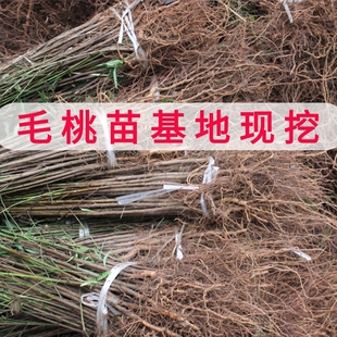 四川发货野生桃树毛桃树苗嫁接占地砧木实生苗直生树苗泥浆包裹