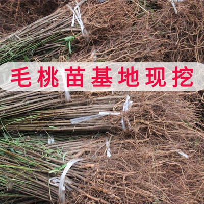 四川发货野生桃树毛桃树苗嫁接占地砧木实生苗直生树苗泥浆包裹