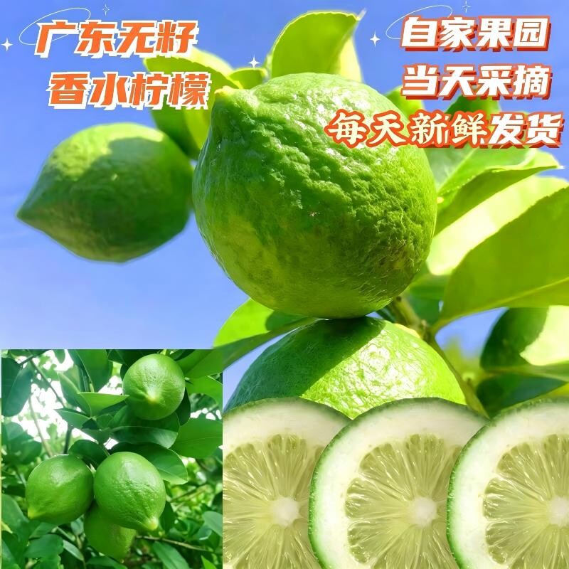 广东香水柠檬新鲜正宗青柠檬无籽大果一级果应当季水果奶茶店专用