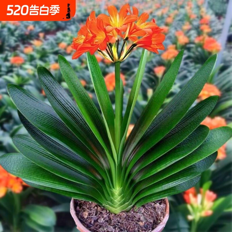 6年大苗精品君子兰盆栽花卉观花植物室内花好养的花当年开花不断