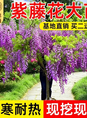 紫藤花树苗庭院花卉紫藤萝室外爬藤植物开花盆栽重瓣小苗观赏耐寒