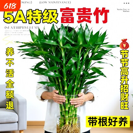 特级富贵竹带根水培植物客厅招财室内花卉绿植观音竹转运竹子盆栽