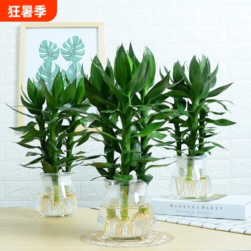 观音竹水培植物|超1800人收藏