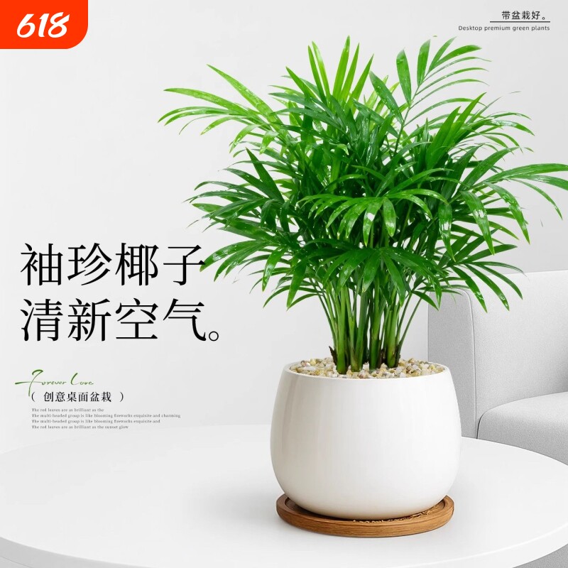 袖珍椰子小盆栽办公室内绿植花卉客厅桌面植物富贵招财好养四季青
