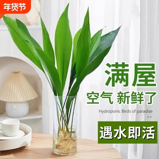 水培一叶兰绿植室内盆栽四季常青客厅水养植物好养活懒人耐阴卧室