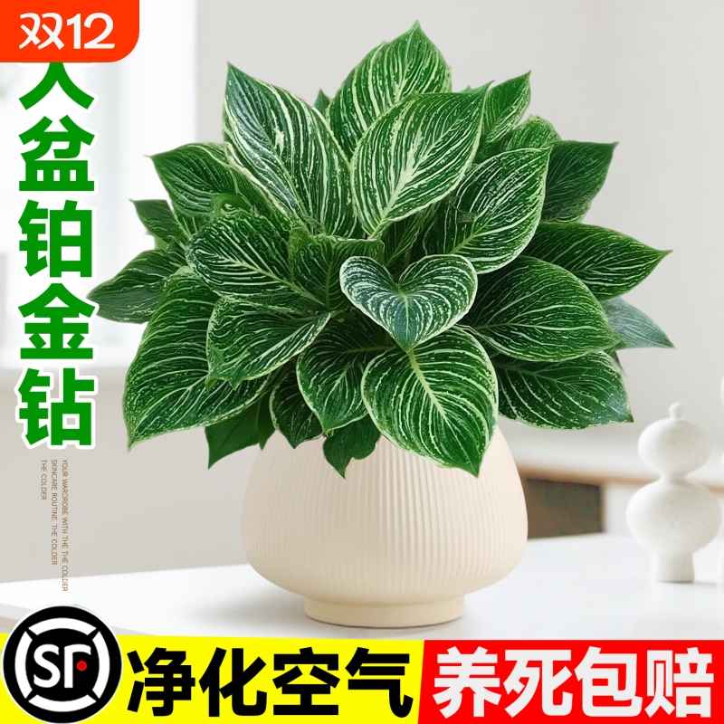 铂金钻盆栽室内桌面水培绿植办公室大叶绿公主净化空气去除甲醛