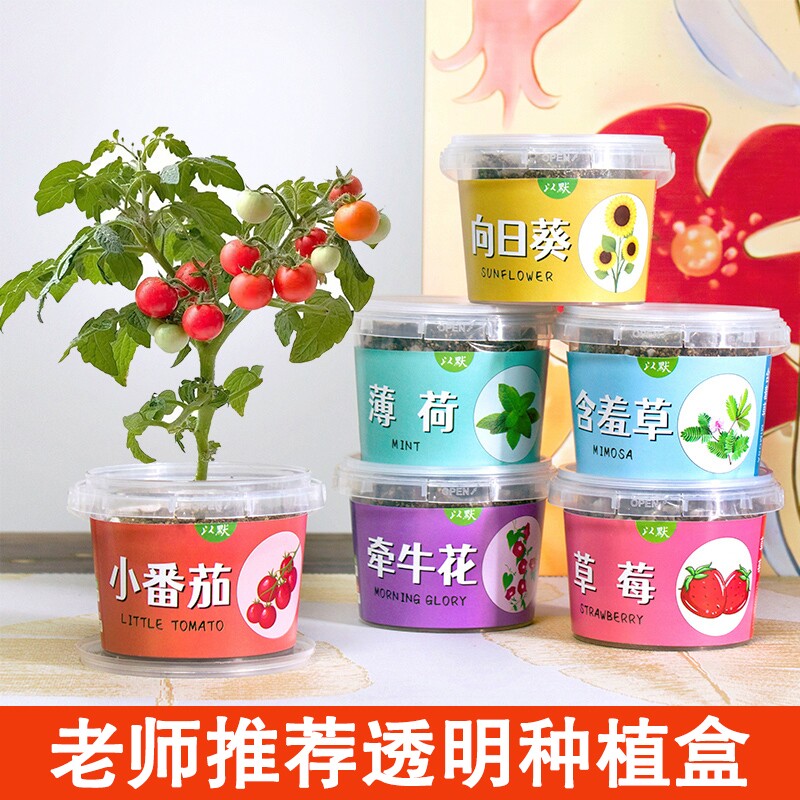 儿童种植小盆栽向日葵太阳花种子迷你植物幼儿园作业趣味小礼物