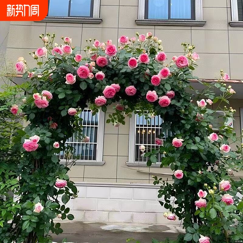 蔷薇花苗爬藤四季藤本月季阳台庭院特大花卉玫瑰盆栽耐寒植物开花