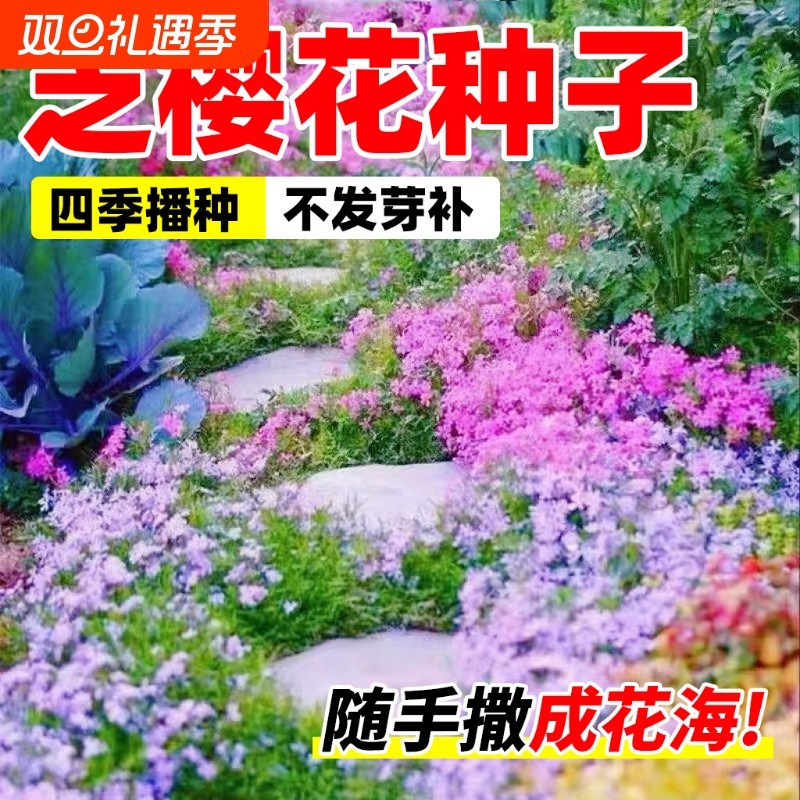 芝樱花籽种子地被植物低矮太阳花种四季播种开花室外庭院花卉草籽