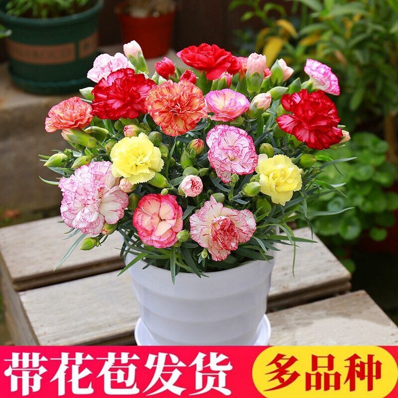 康乃馨盆栽花苗带花苞百合花鲜花卉室内绿植物四季开花母亲花香水图片