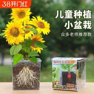 儿童种植小盆栽向日葵种子孑草莓种籽学生科学观察凤仙花实验植物