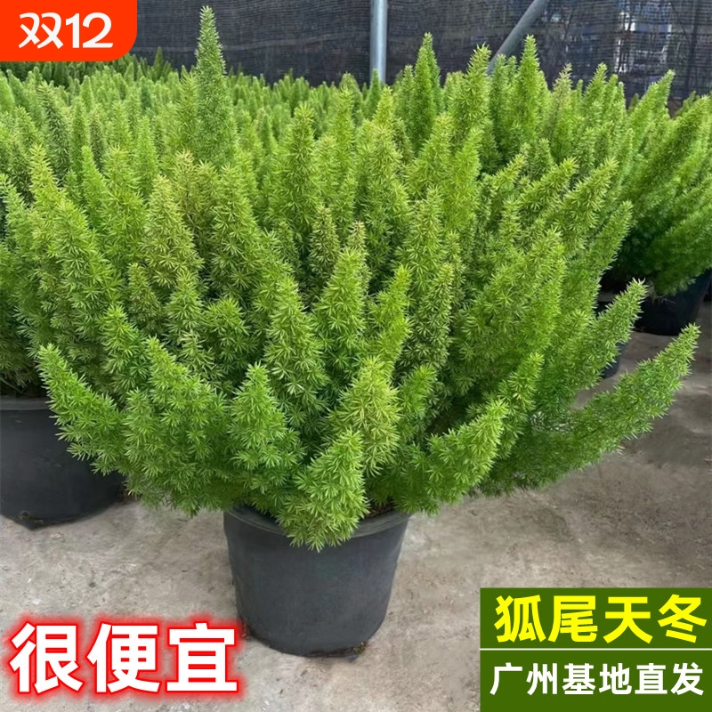 狐尾天门冬盆栽植物庭院花园阳台绿植四季常青高档花卉九尾狐易养